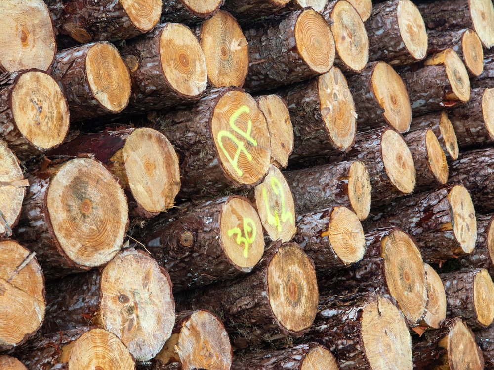 Stacked log ends showing growth rings