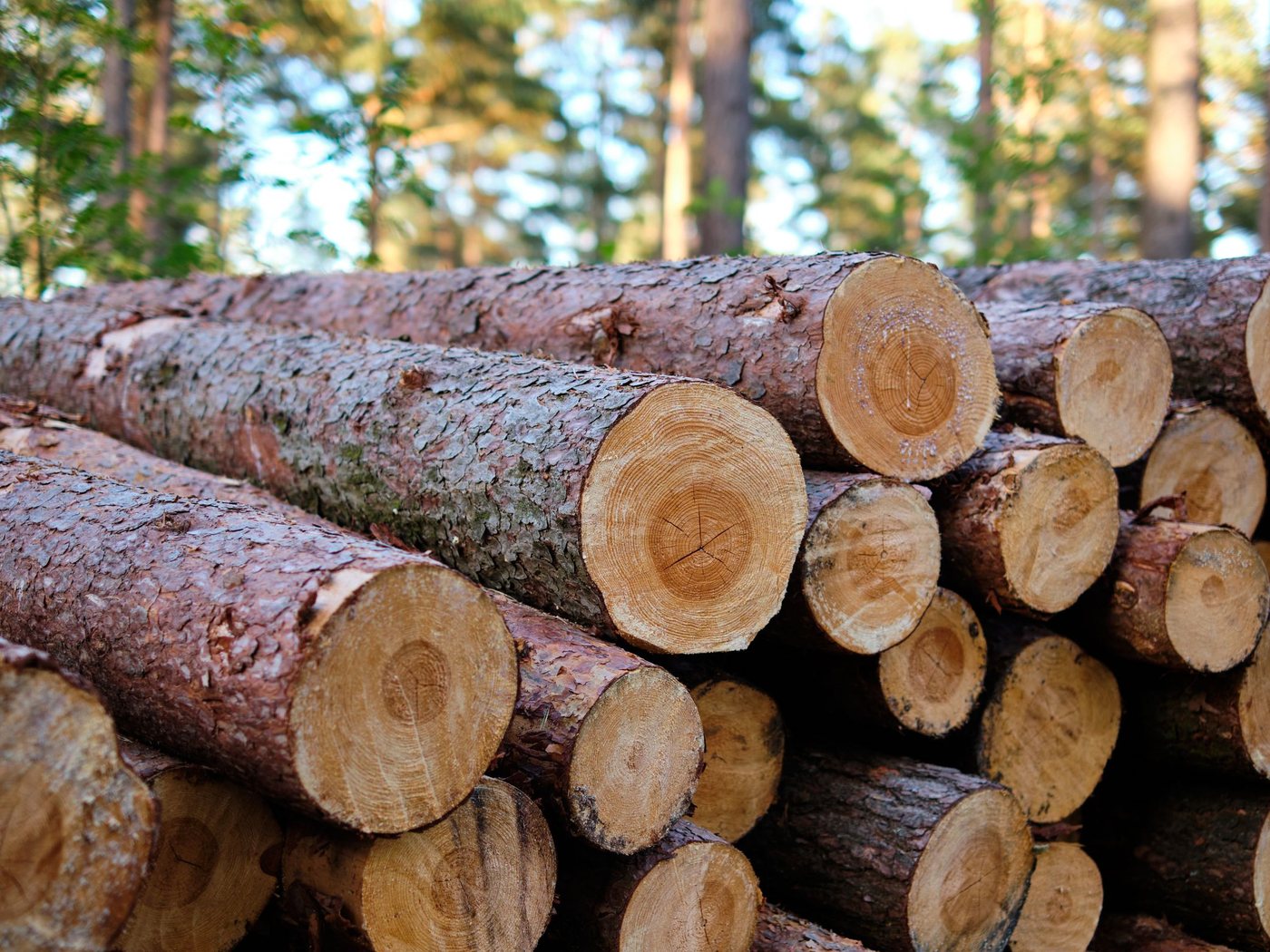 New Zealand radiata pine round logs stacked