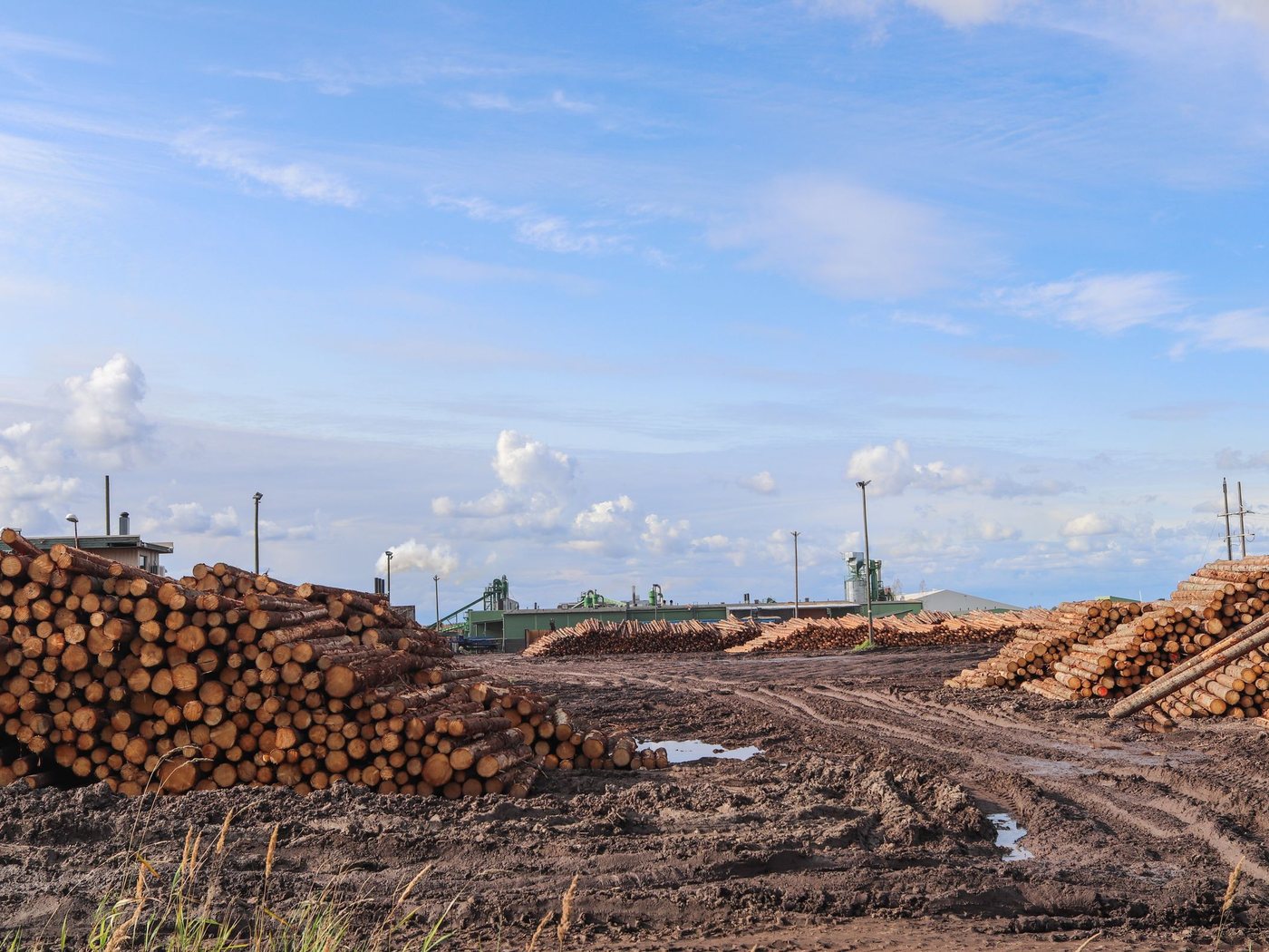 Imported round logs stacked in a timber yard